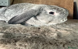 Mini Lop rabbits for sale: 3 mini lop rabbit girls available now - Image 9