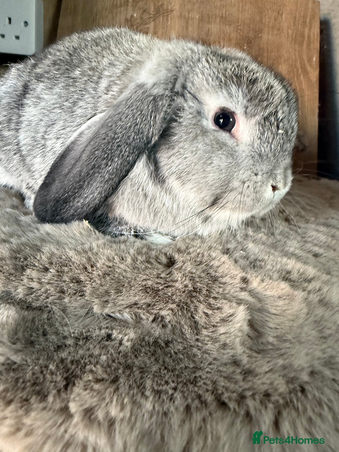 Mini Lop rabbits for sale: 3 mini lop rabbit girls available now - Image 9