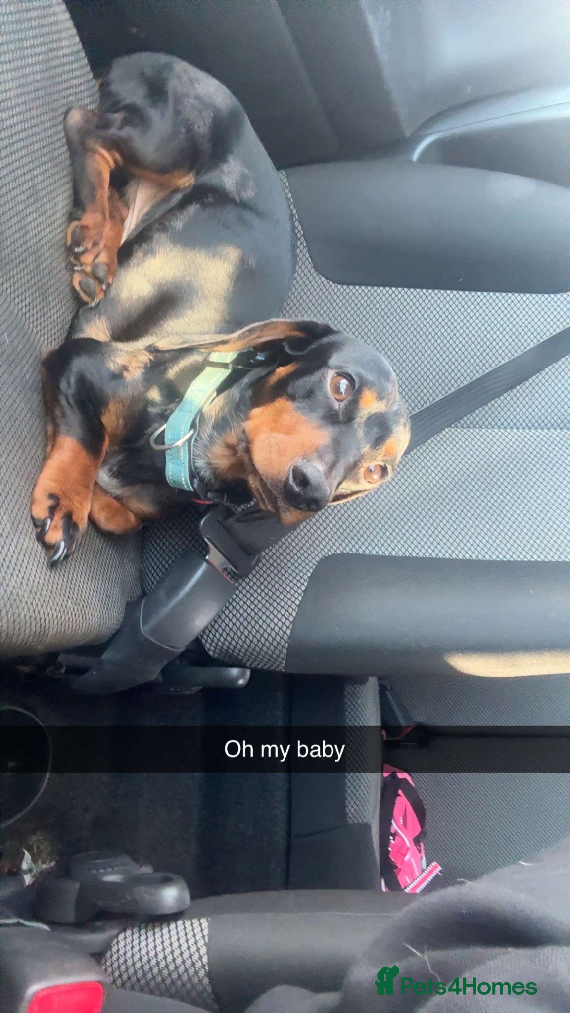 Miniature Dachshund dogs Very sad sale of my boy. - Advert 1