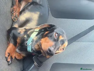 Miniature Dachshund dogs Very sad sale of my boy. - Advert 1