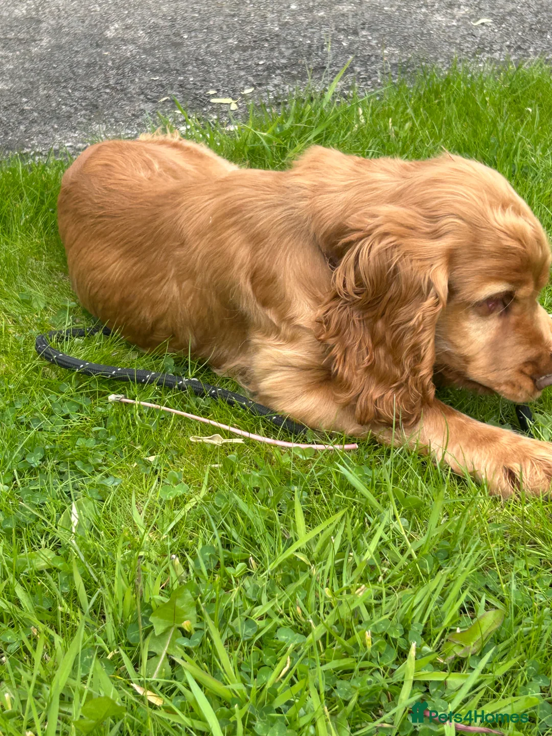 Cocker Spaniel dogs for sale: Show to cocker Spaniel girl puppy - Advert 2