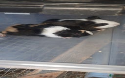 Guinea Pig rodents for sale: Guinea pigs for sale ready soon - Image 1