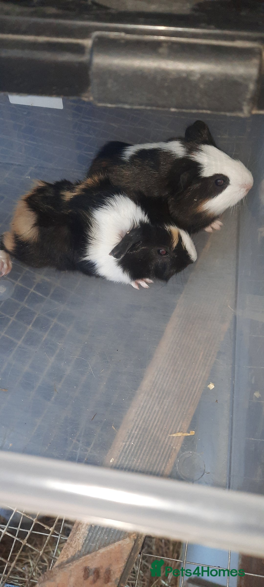 Guinea Pig rodents for sale: Guinea pigs for sale ready soon - Image 1