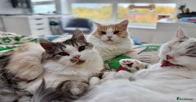 Munchkin cats - Advert 3