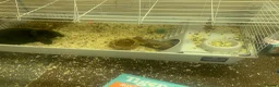 Mixed Breed rabbits for sale: Two rabbits for sale  in Wolverhampton - Advert 4