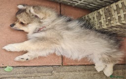 Mixed Breed dogs for sale: Ready now Pomeranian cross. ( Lapponian ) - Image 7