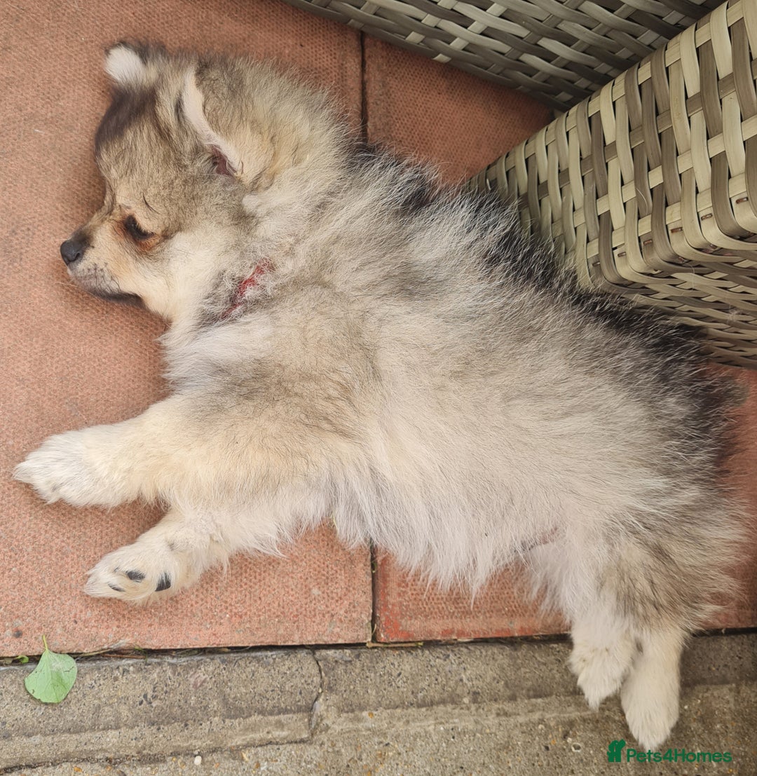 Mixed Breed dogs for sale: Ready now Pomeranian cross. ( Lapponian ) - Image 7