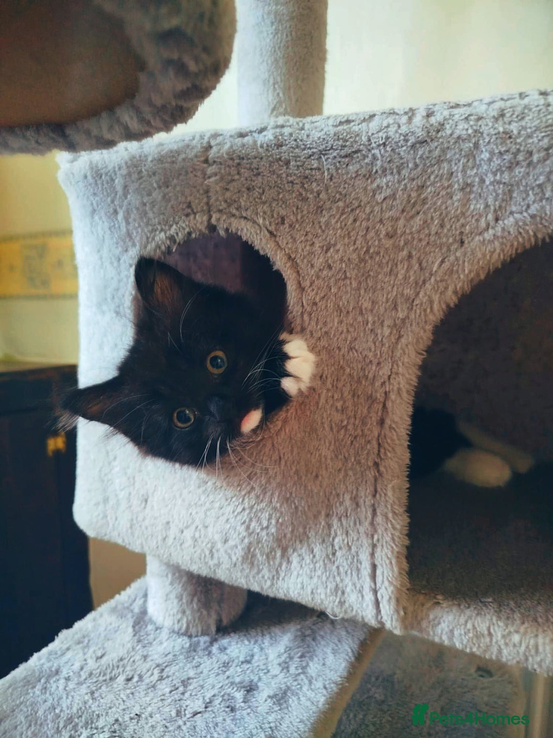 Mixed Breed cats for sale: 6 LOVELY AND BRILLIANT KITTENS LOOKING FOR HOME!!! - Image 4