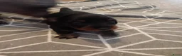 Dachshund dogs for sale: Minature sausage dogs x 2 males  - Advert 6