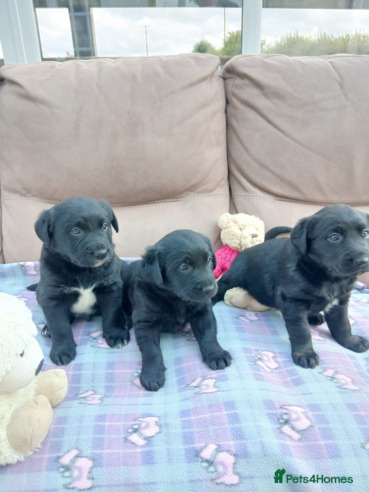 Borador dogs Puppies for sale - Advert 1