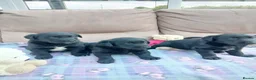 Borador dogs for sale: Puppies for sale in Carmarthen - Advert 1