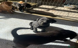 Labrador Retriever dogs for sale: Stunning fox red & black Labrador puppies  - Image 15