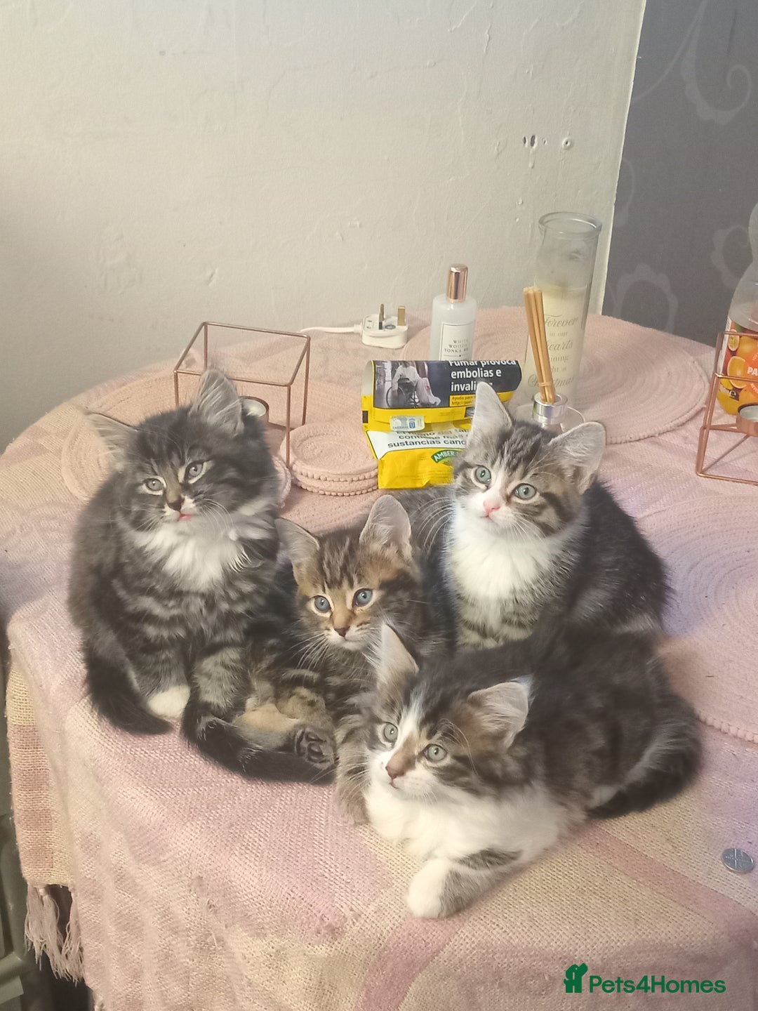 Mixed Breed cats for sale: Maine coon cross and tabby kittens - Advert 7