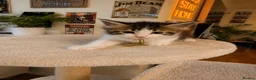 Ragcoon cats for sale: Ragcoon kittens 🐾  - Advert 19
