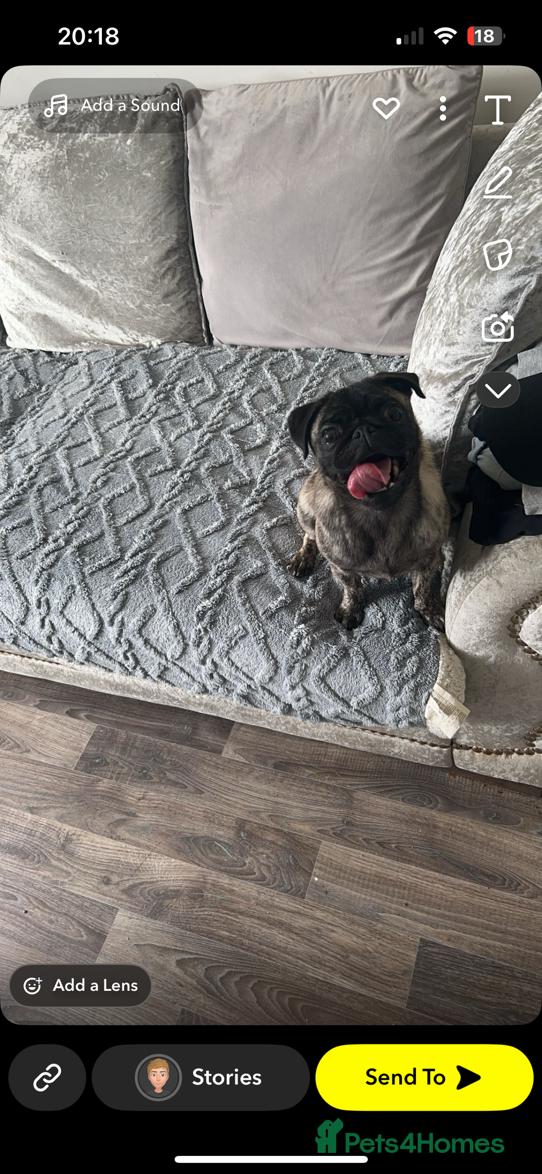 Pug dogs for sale: Sweet young female pug  - Image 1
