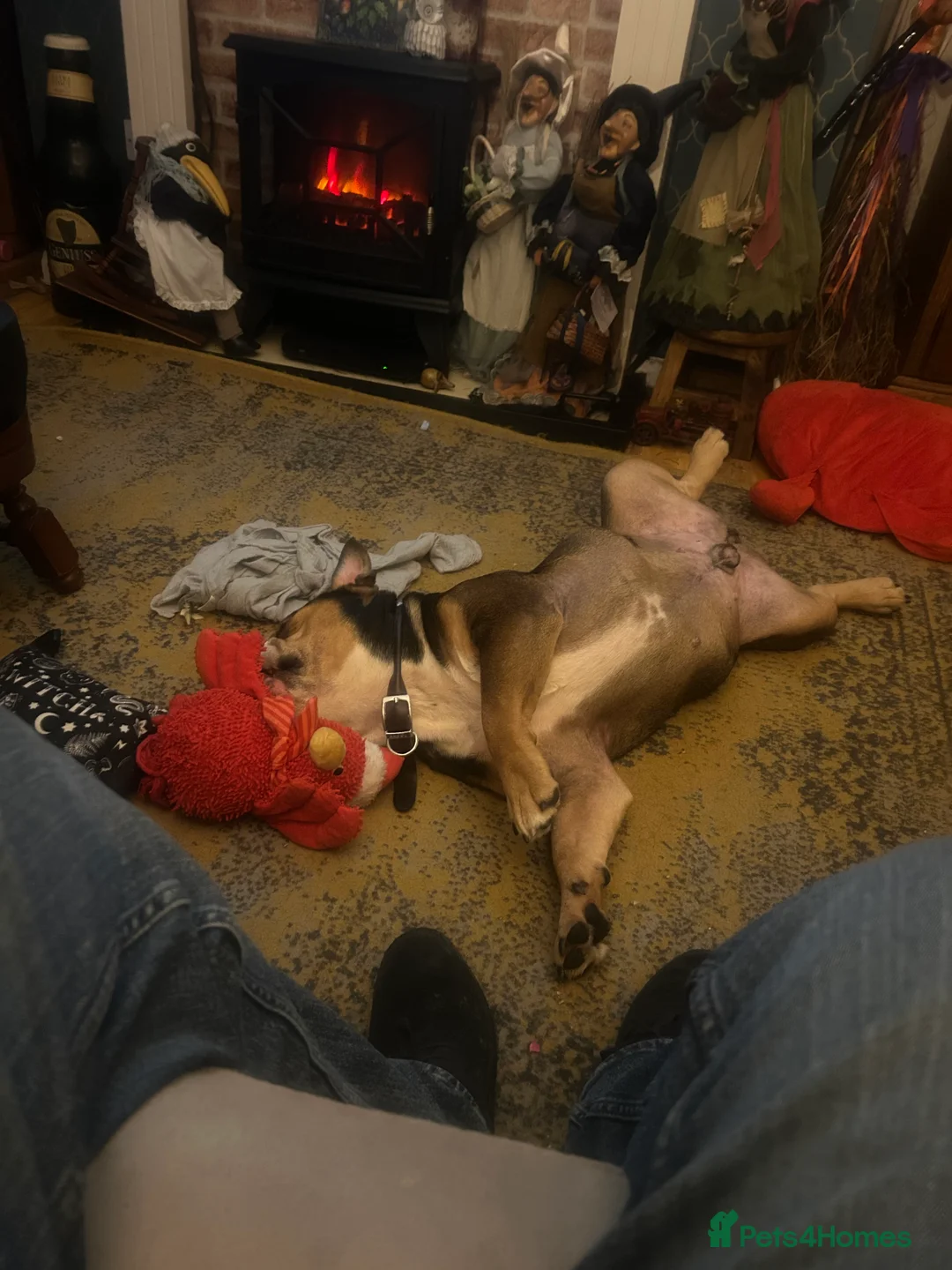 Mixed Breed dogs for sale: English French bulldog x 3-4yrs - Advert 7