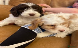 Cockapoo dogs for sale: Chunky Cockapoo Puppies - Image 12