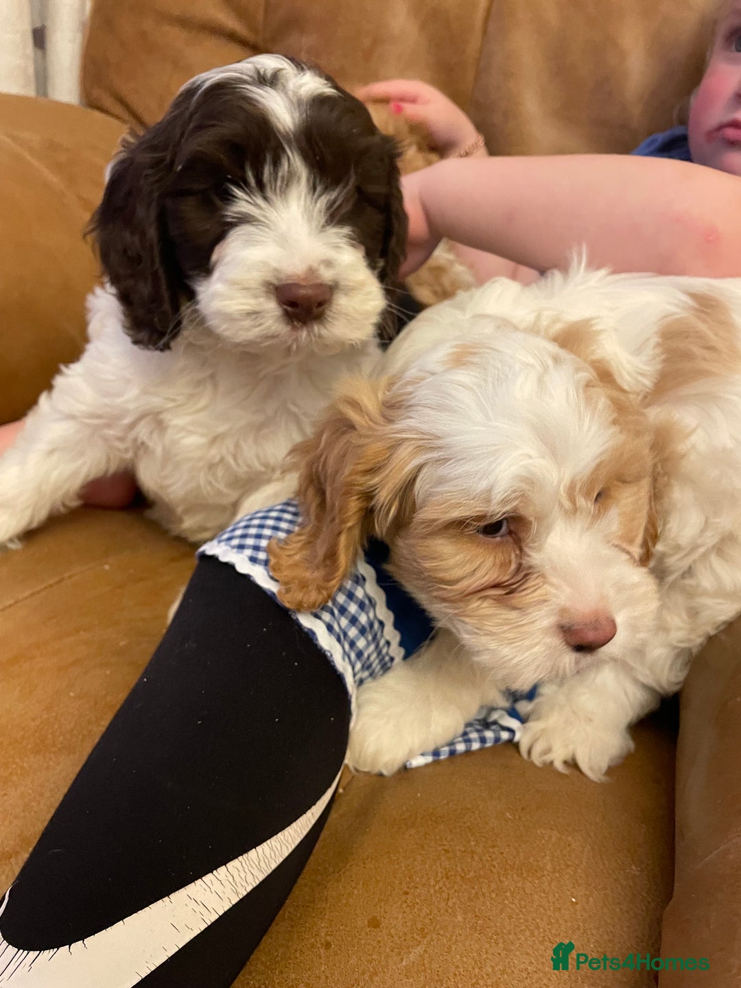 Cockapoo dogs for sale: Chunky Cockapoo Puppies - Image 12