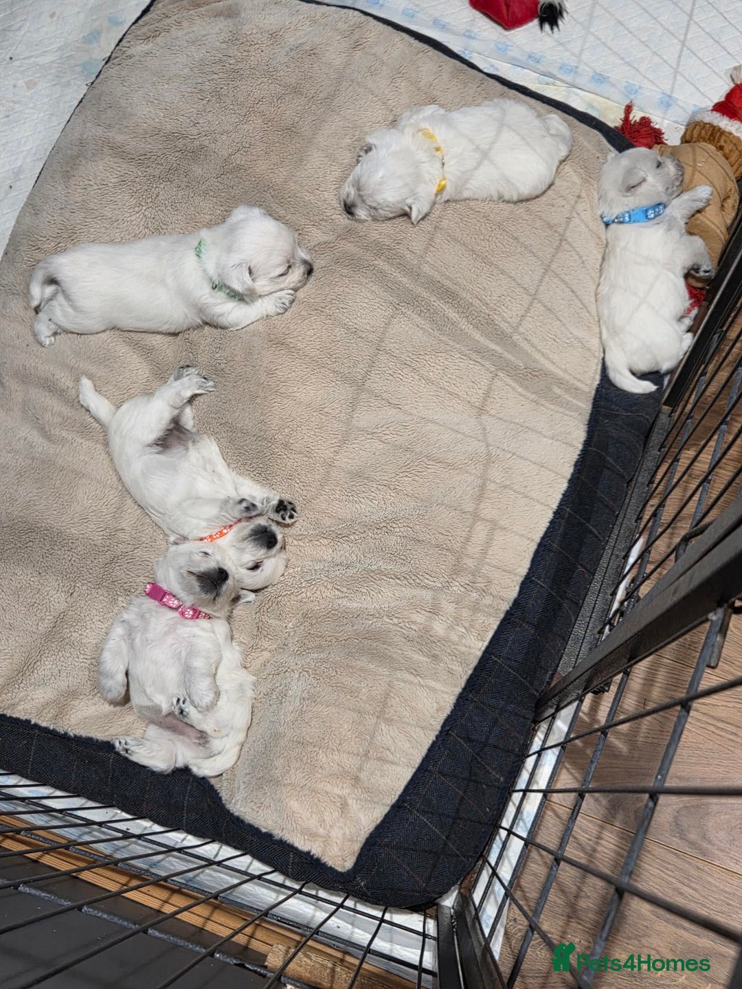 West Highland Terrier dogs for sale: Gorgeous pedigree westies, excellent bloodlines - Image 39