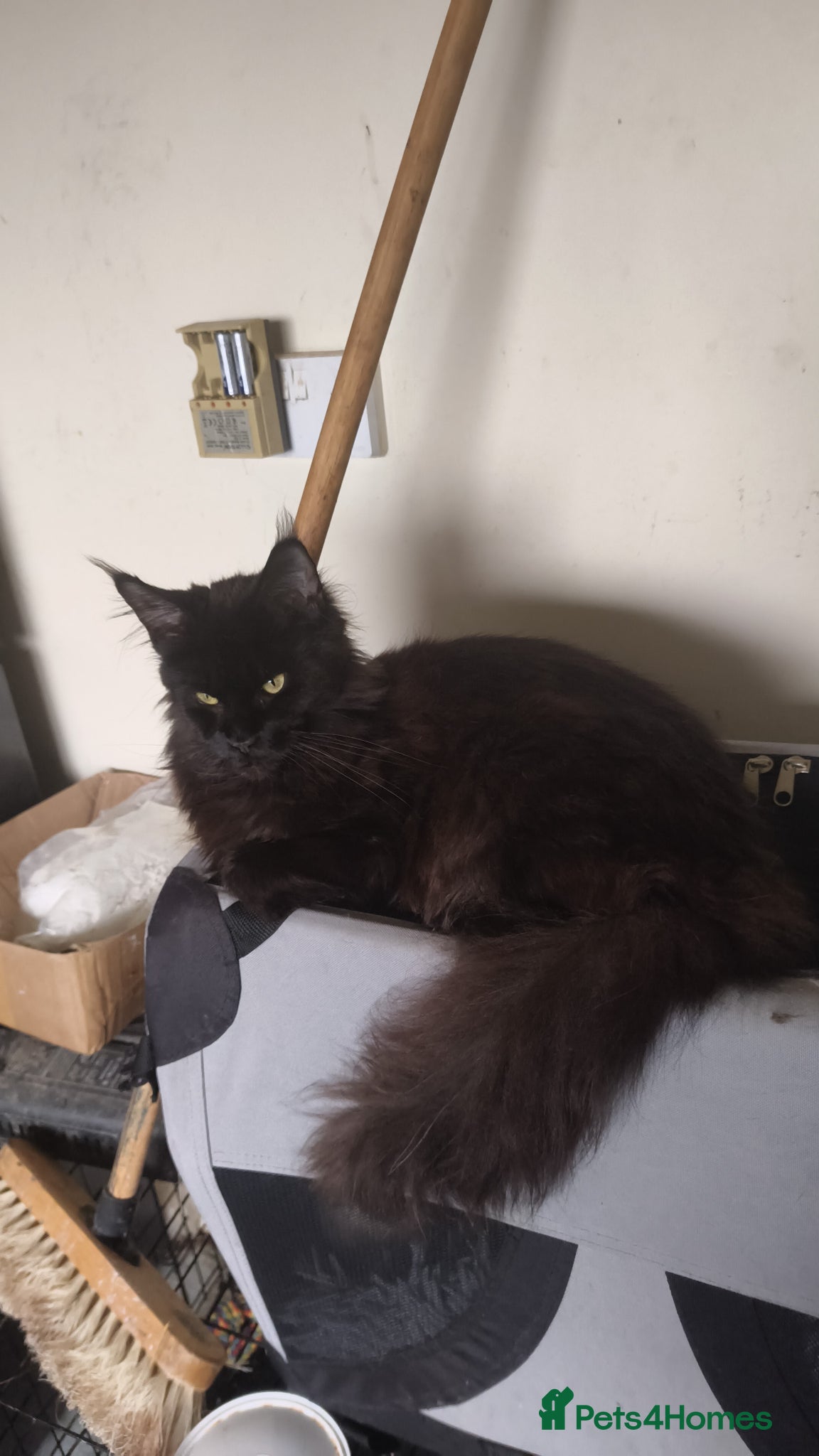 Maine Coon cats Active Mainecoon girl for sale - Advert 9