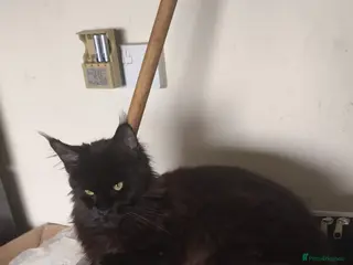 Maine Coon cats Active Mainecoon girl for sale - Advert 9