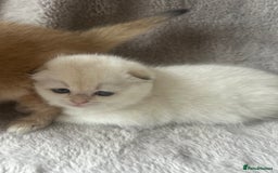 Scottish Fold cats for sale: Beautiful Gold Chinchilla babies  - Advert 27