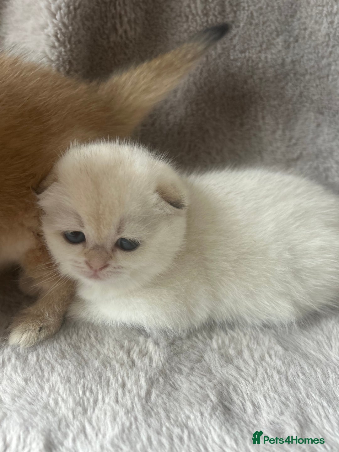 Scottish Fold cats for sale: Beautiful Gold Chinchilla babies  - Advert 27