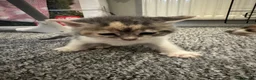 Mixed Breed cats for sale: 2 girl kittens for sale - Advert 7