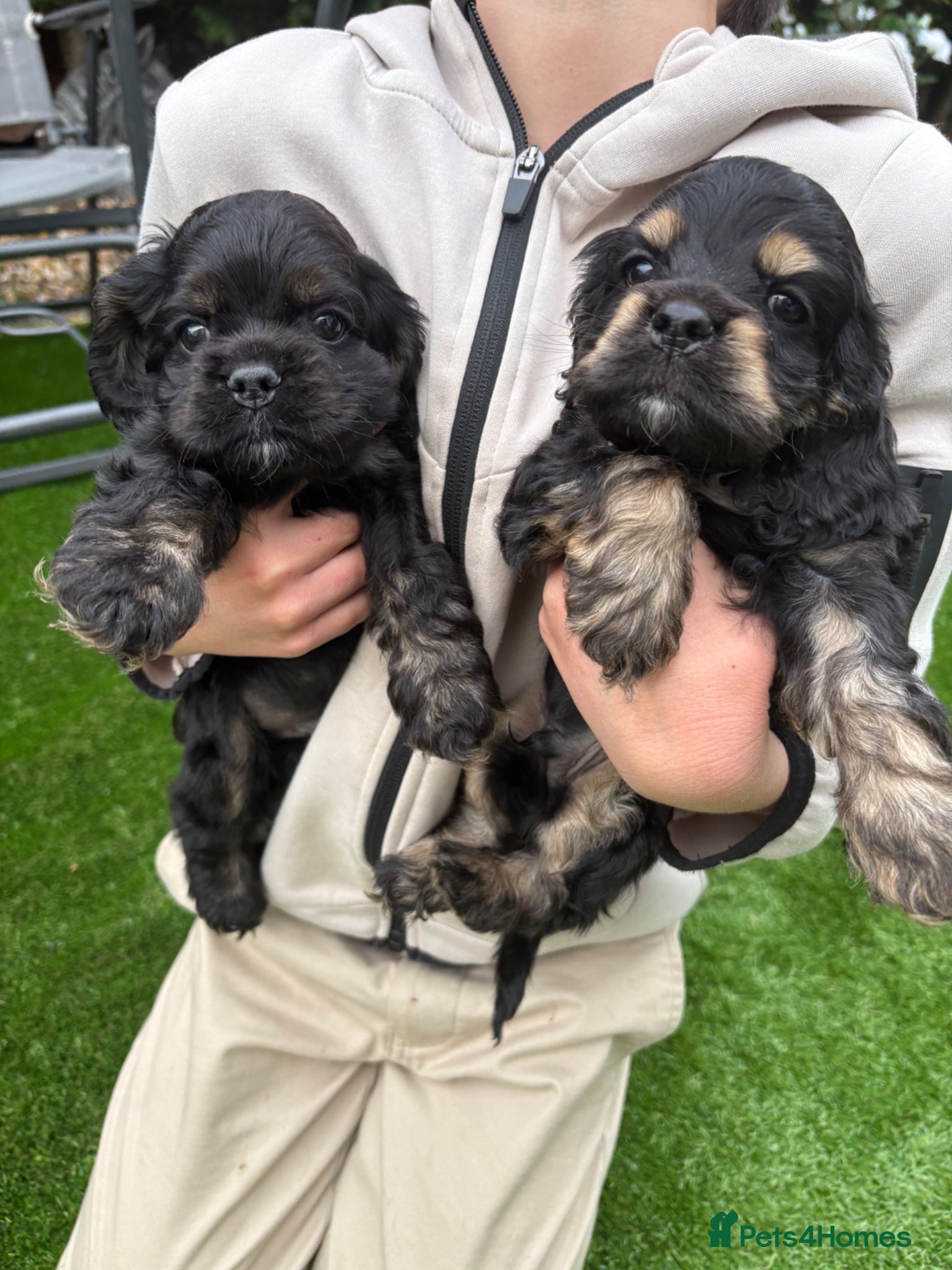 American Cocker Spaniel dogs Quality kc reg American cocker spaniel puppy’s  - Advert 1
