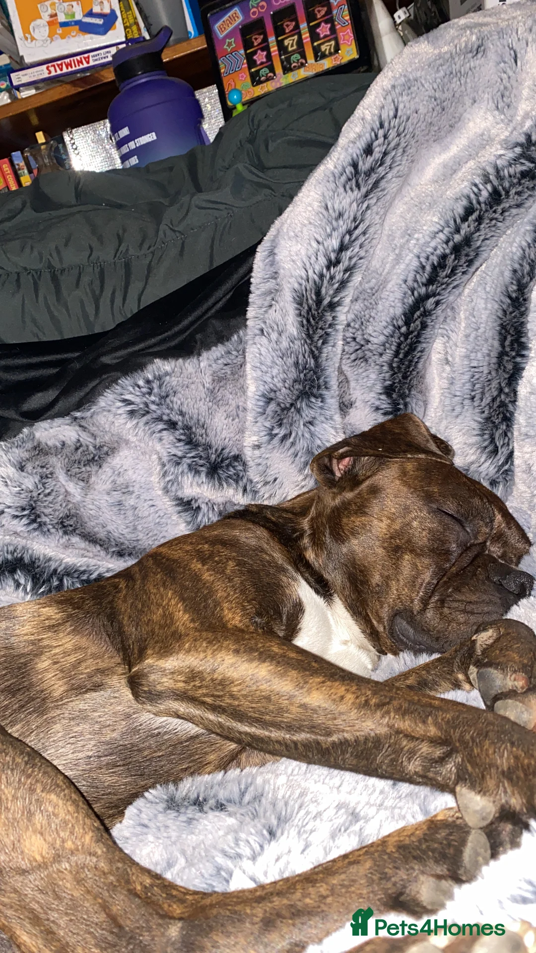 Mixed Breed dogs for sale: 🧬Kc reg mum black boxer & mini boxer pups 🤩 8wk - Advert 7