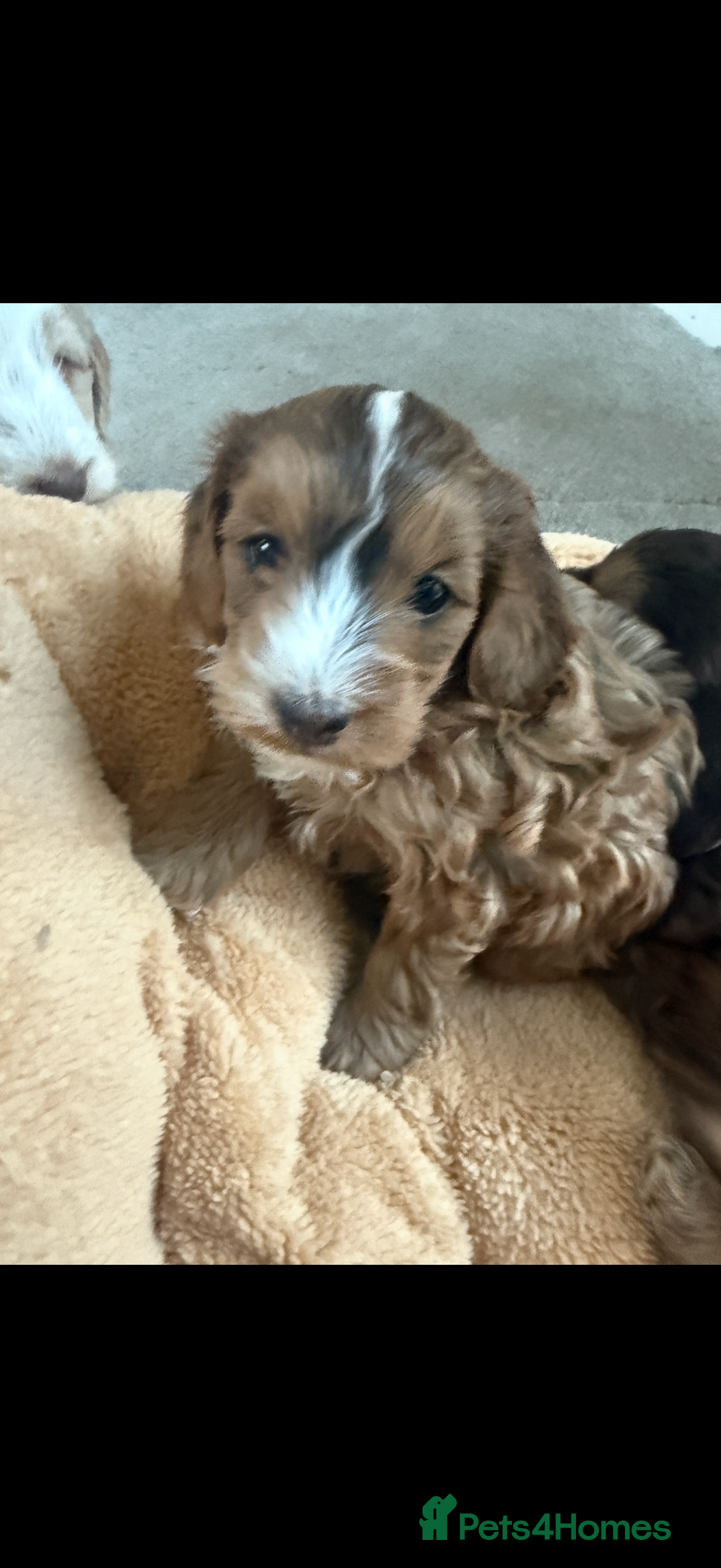 Cockapoo dogs for sale: 4 Adorable F2 Cockapoo puppies  - Advert 10