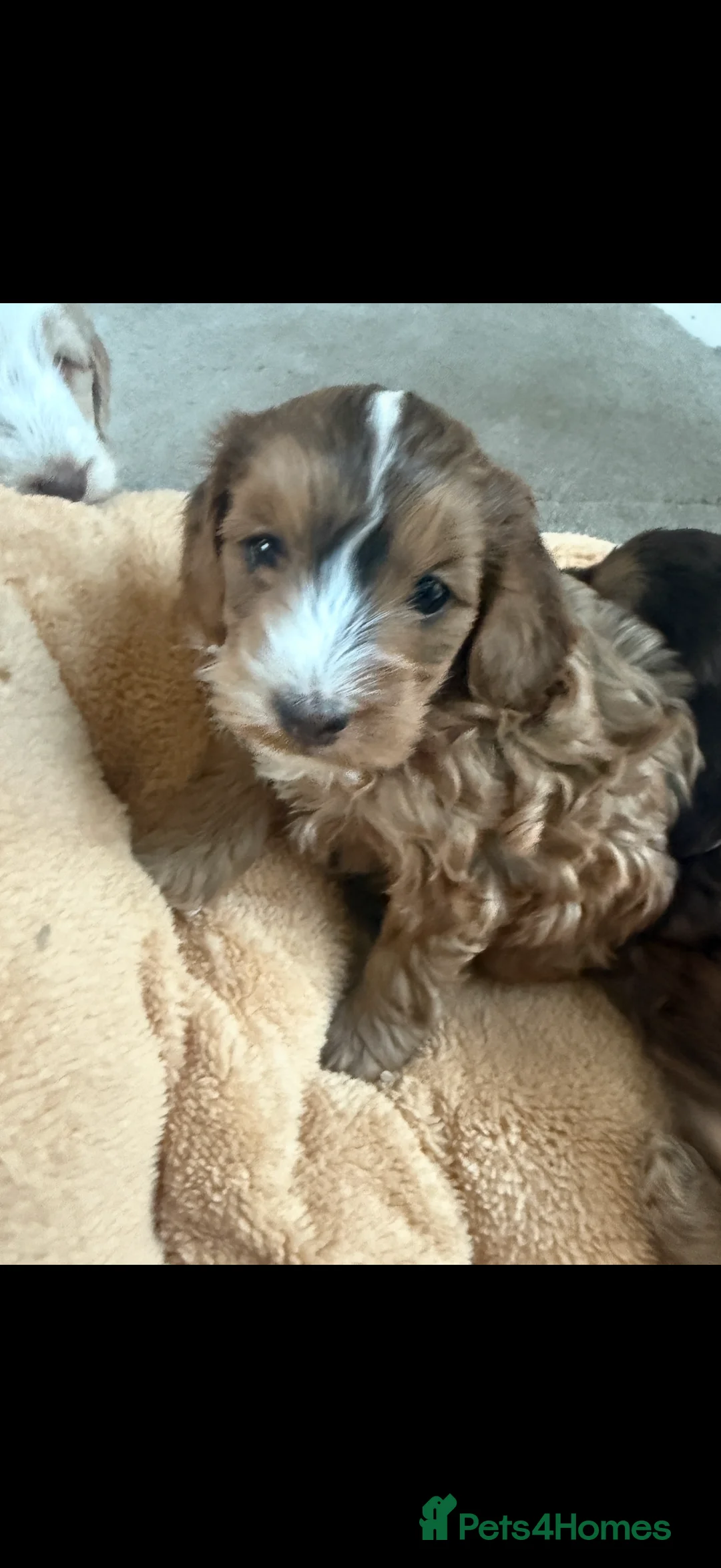 Cockapoo dogs for sale: 4 Adorable F2 Cockapoo puppies - 2 REMAINING! - Advert 9