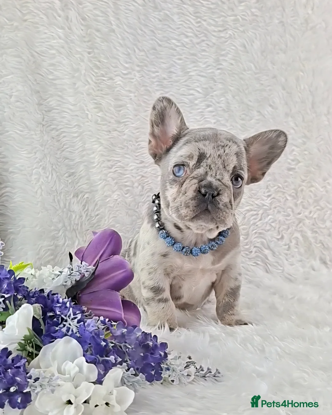 French Bulldog dogs for sale: Stunning Quality French Bulldog Puppies  - Advert 2