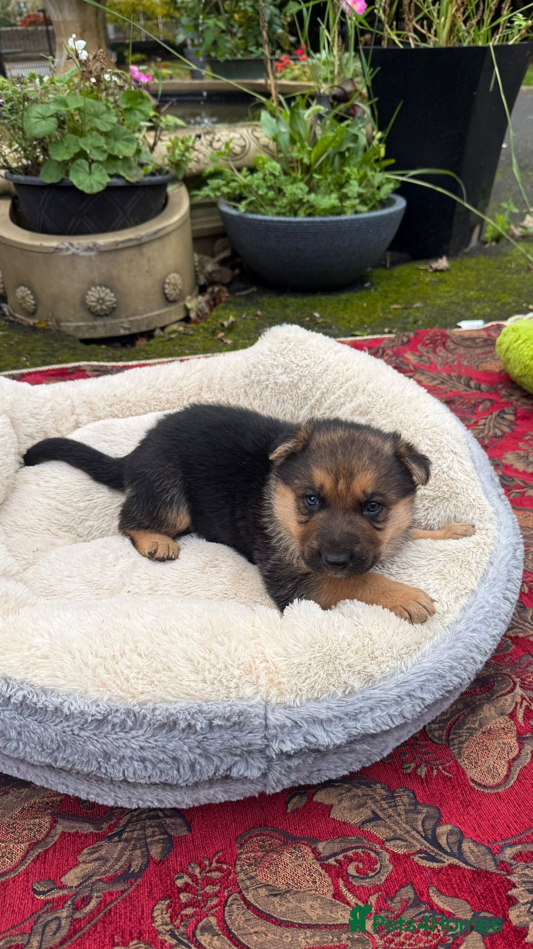German Shepherd dogs for sale: German Shepherd puppy for sale - Image 7