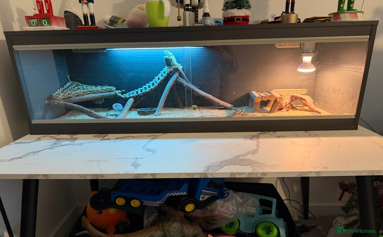 Bearded Dragon reptiles Full set up and two juvenile bearded dragons  - Advert 1