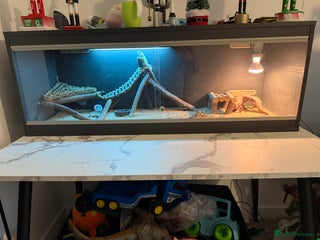 Bearded Dragon reptiles Full set up and two juvenile bearded dragons - Advert 1