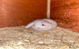 Mini Lop rabbits for sale: 2 beautiful baby girl bunnies  - Image 8