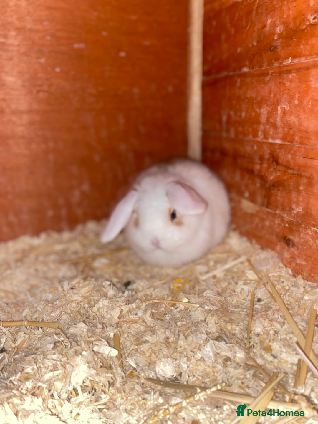 Mini Lop rabbits for sale: 2 beautiful baby girl bunnies  - Image 8