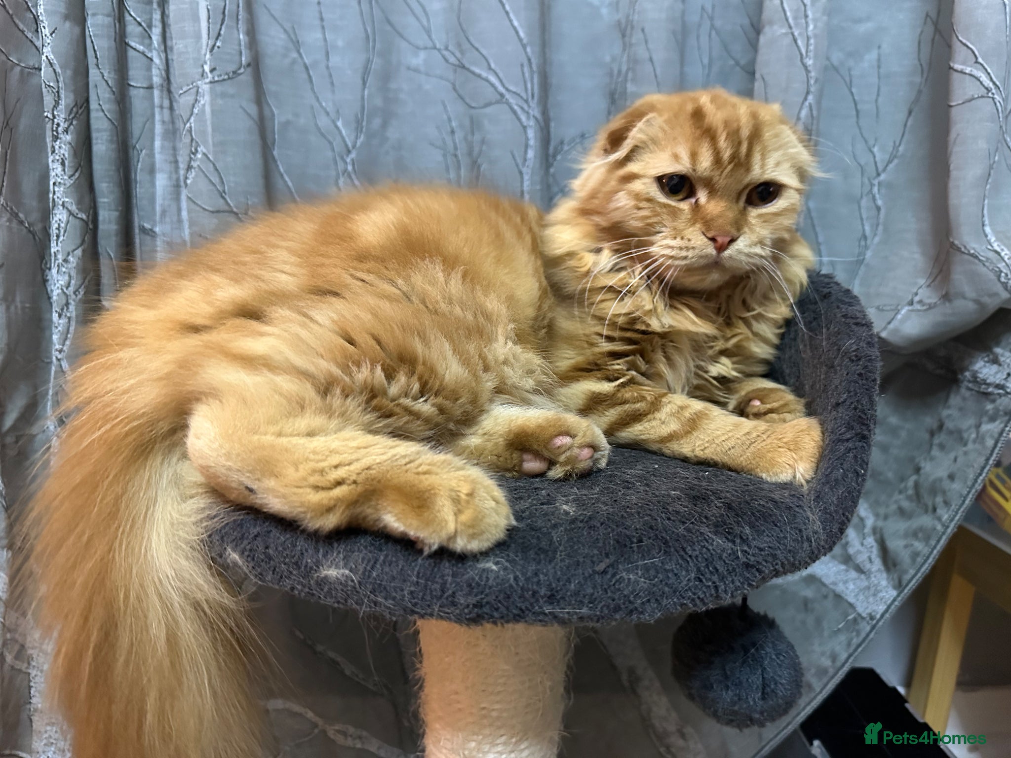 Scottish Fold cats Cute ginger boy - Advert 2