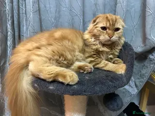 Scottish Fold cats Cute ginger boy - Advert 2