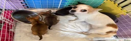 Chihuahua dogs for sale:  Chihuahua Puppies – 2 Boys 2 Girls Ready Soon - Advert 11