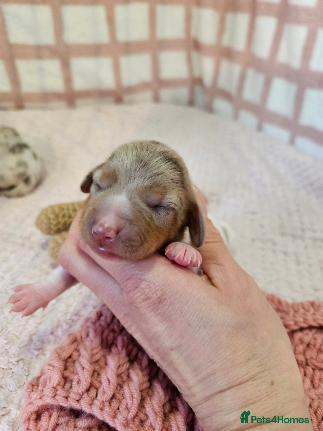 Miniature Dachshund dogs for sale: Stunning KC miniaturedachshunds KC - Advert 9