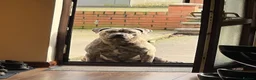 Cane Corso dogs for stud: Reverse Brindle Cane Corso Stud - Advert 6