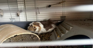 Guinea Pig rodents - Advert 3