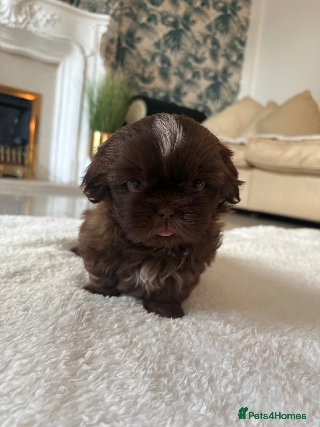 Shih Tzu dogs for sale: 2 Boy Puppies for sale  in Derby - Advert 6