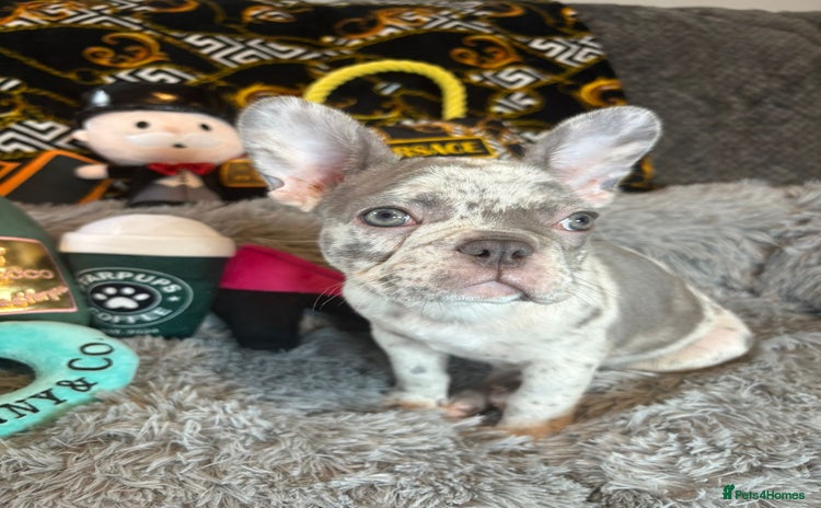 French Bulldog dogs - Advert 8