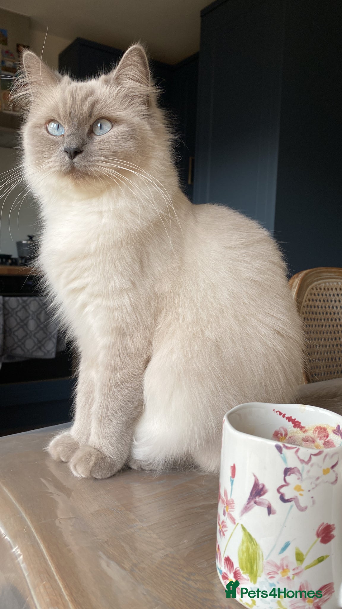 Mixed Breed cats Female british longhair cat - Advert 8