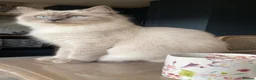 Mixed Breed cats for sale: Female british longhair cat - Advert 1