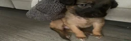 Belgian Shepherd Dog dogs for sale: Belgian mallinois - Advert 1