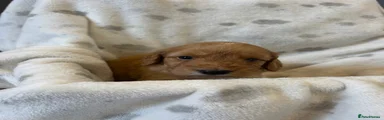 Cockapoo 5